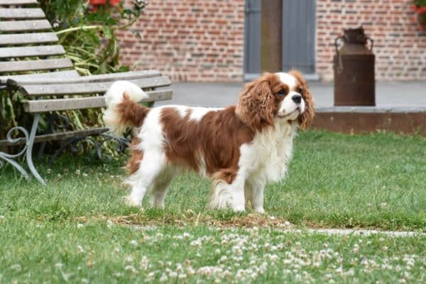 rickless-male-cavalier-king-charles