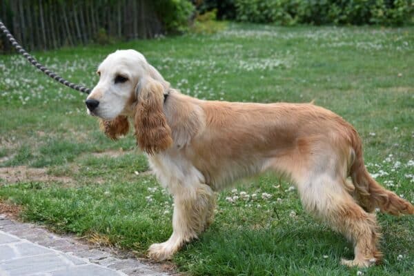 male-cocker-anglais-tango