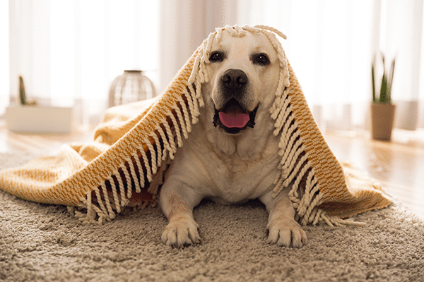 photo-labrador-retriever-couverture