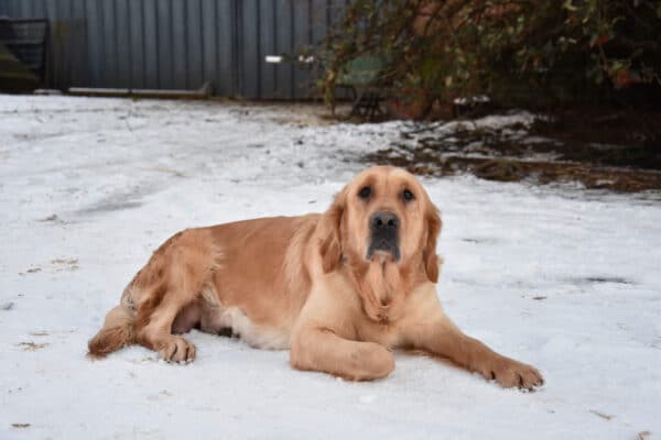 photo-rayonne-femelle-reproductrice-golden-retriever-elevage-du-klockhuis