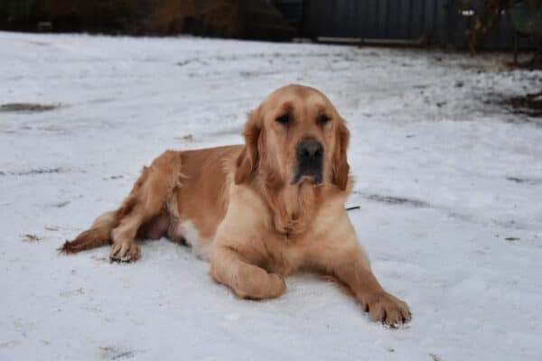 photo-rayonne-femelle-reproductrice-golden-retriever-elevage-du-klockhuis