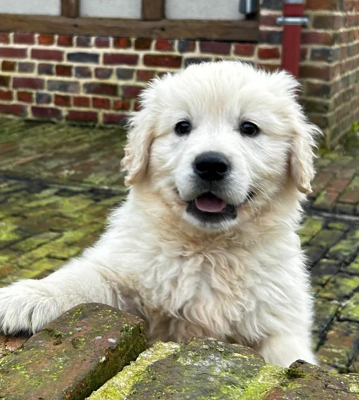 photo-chiots-mâle-golden-retriever-portee-de-suzette-elevage-du-klockhuis