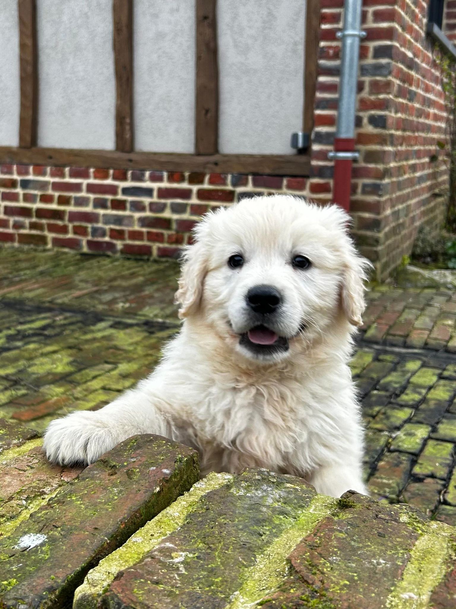 Chiots Golden Retriever levage Du Klockhuis