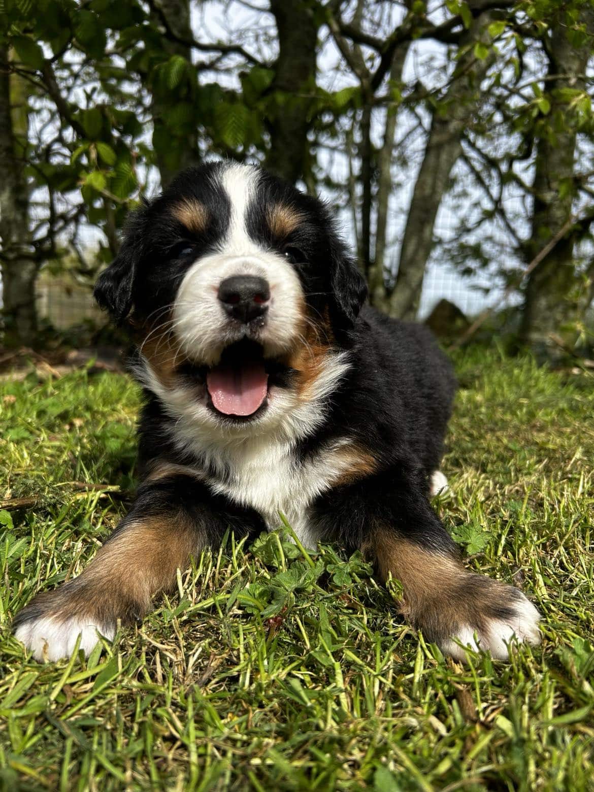 photo-chiots-mâles-bouvier-bernois-portee-de-olympia-elevage-du-klockhuis