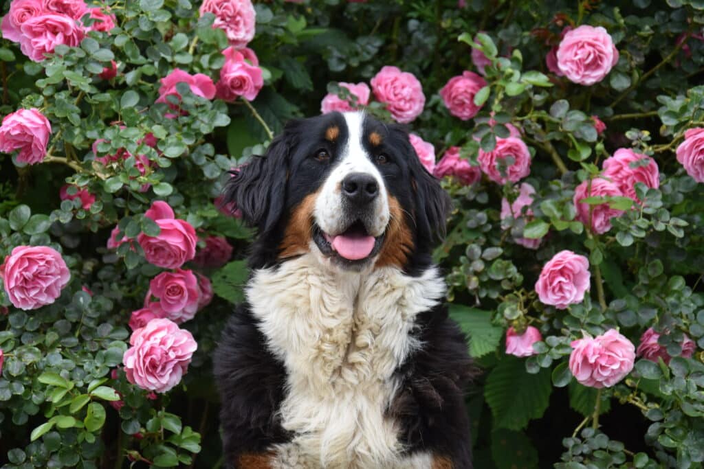Photo Sagesse Bouvier Bernois Femelle reproductrice de l'Elevage du Klockhuis