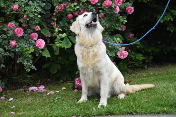 Photo de Uby femelle golden retriever, reproductrice de l'Elevage du Klockhuis