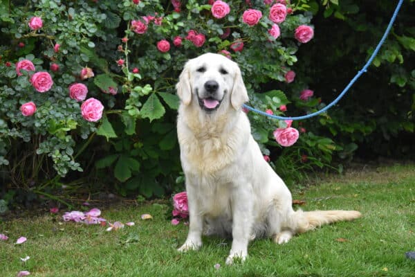 Photo de Uby femelle golden retriever, reproductrice de l'Elevage du Klockhuis