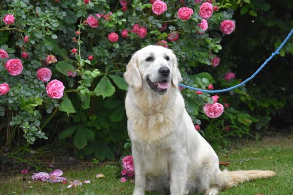 Photo de Uby femelle golden retriever, reproductrice de l'Elevage du Klockhuis