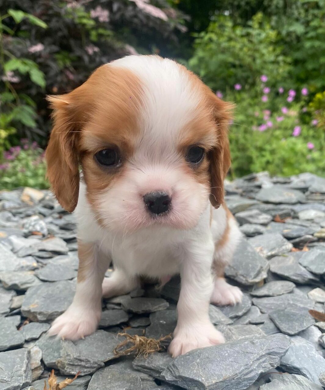 photo-chiots-cavalier-king-charles-portee-de-prunelle-elevage-du-klockhuis