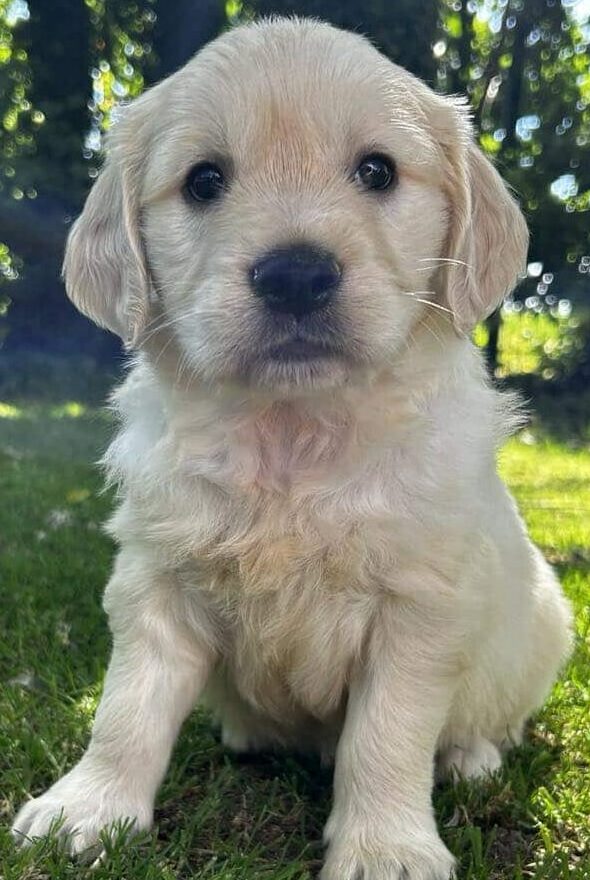 photo-chiots-golden-retriever-portee-de-uby-elevage-du-klockhuis