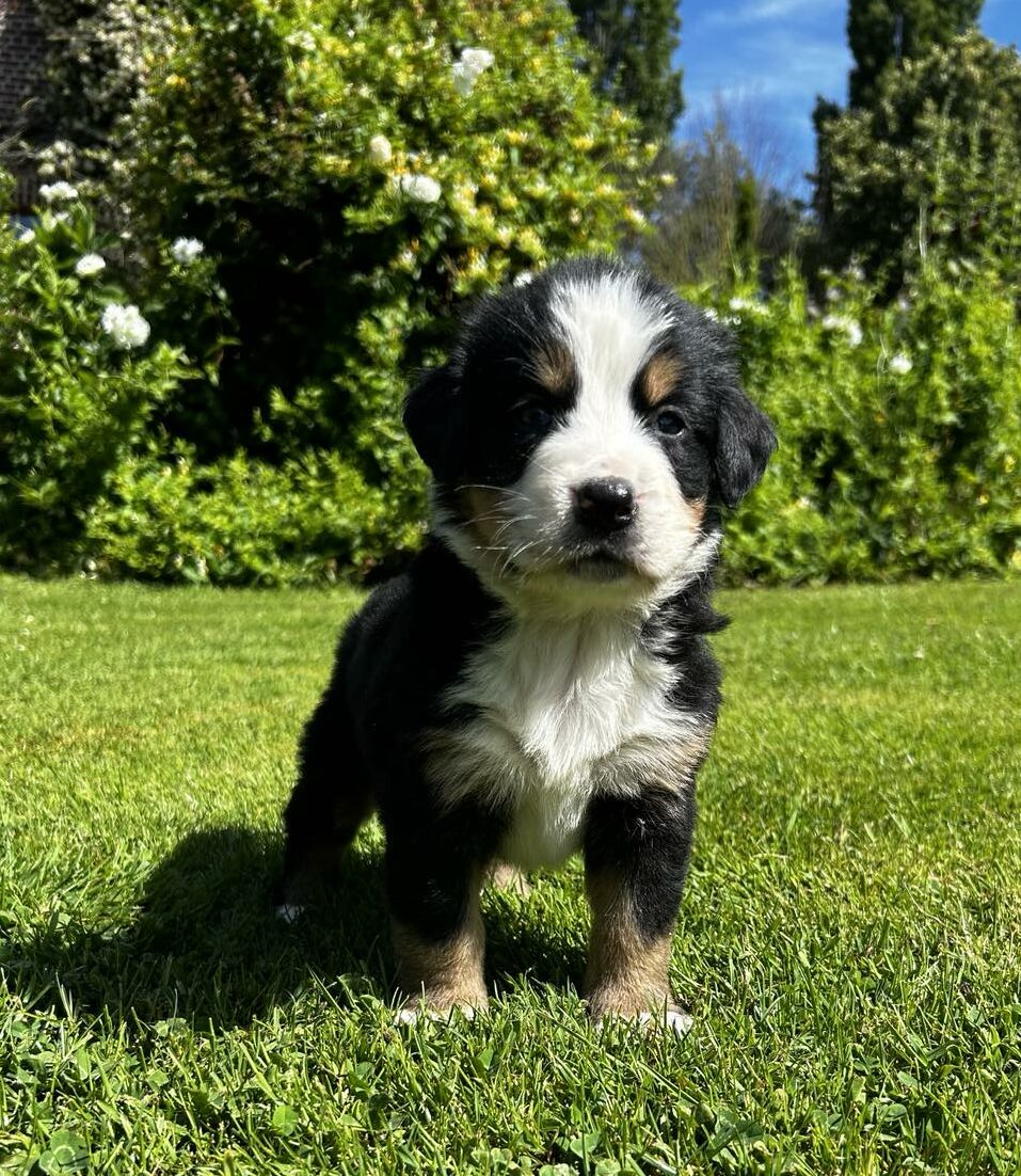 photo-chiots-bouvier-bernois-portee-de-sagesse-elevage-du-klockhuis
