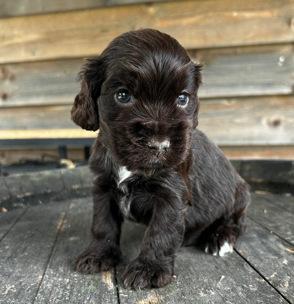 photo-chiots-cocker-anglais-portee-de-nina-elevage-du-klockhuis