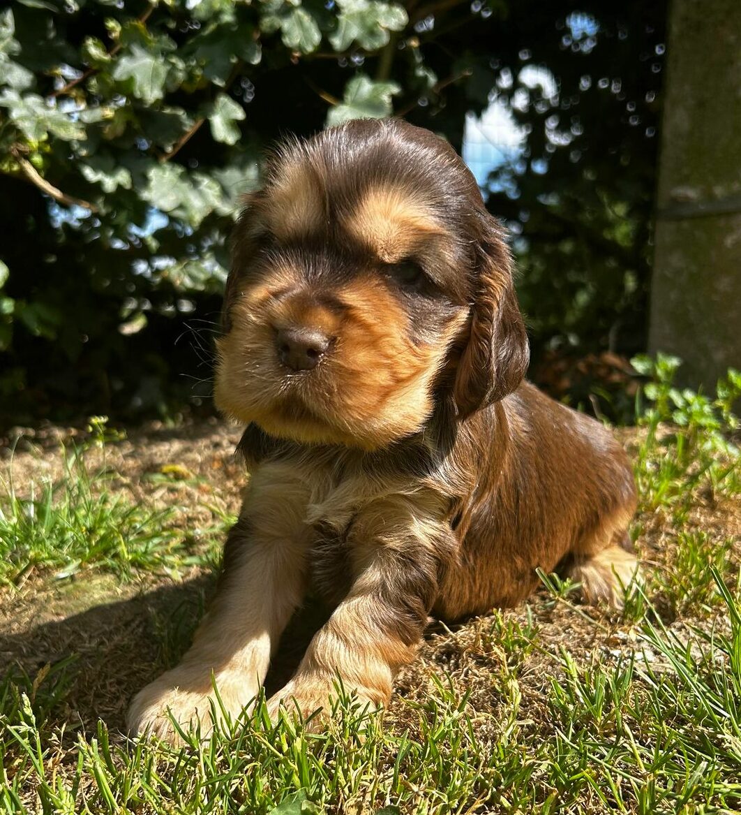 photo-chiots-cocker-anglais-portee-de-salsa-elevage-du-klockhuis