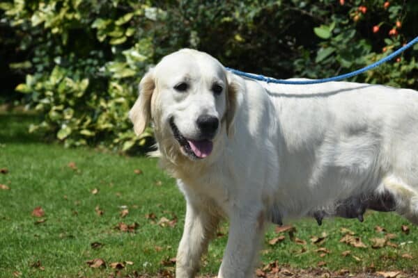 Photo de Truffe femelle golden retriever, reproductrice de l'Elevage du Klockhuis