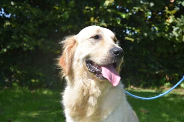 Photo de Talia femelle golden retriever, reproductrice de l'Elevage du Klockhuis