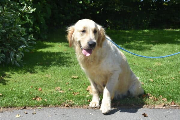 Photo de Talia femelle golden retriever, reproductrice de l'Elevage du Klockhuis