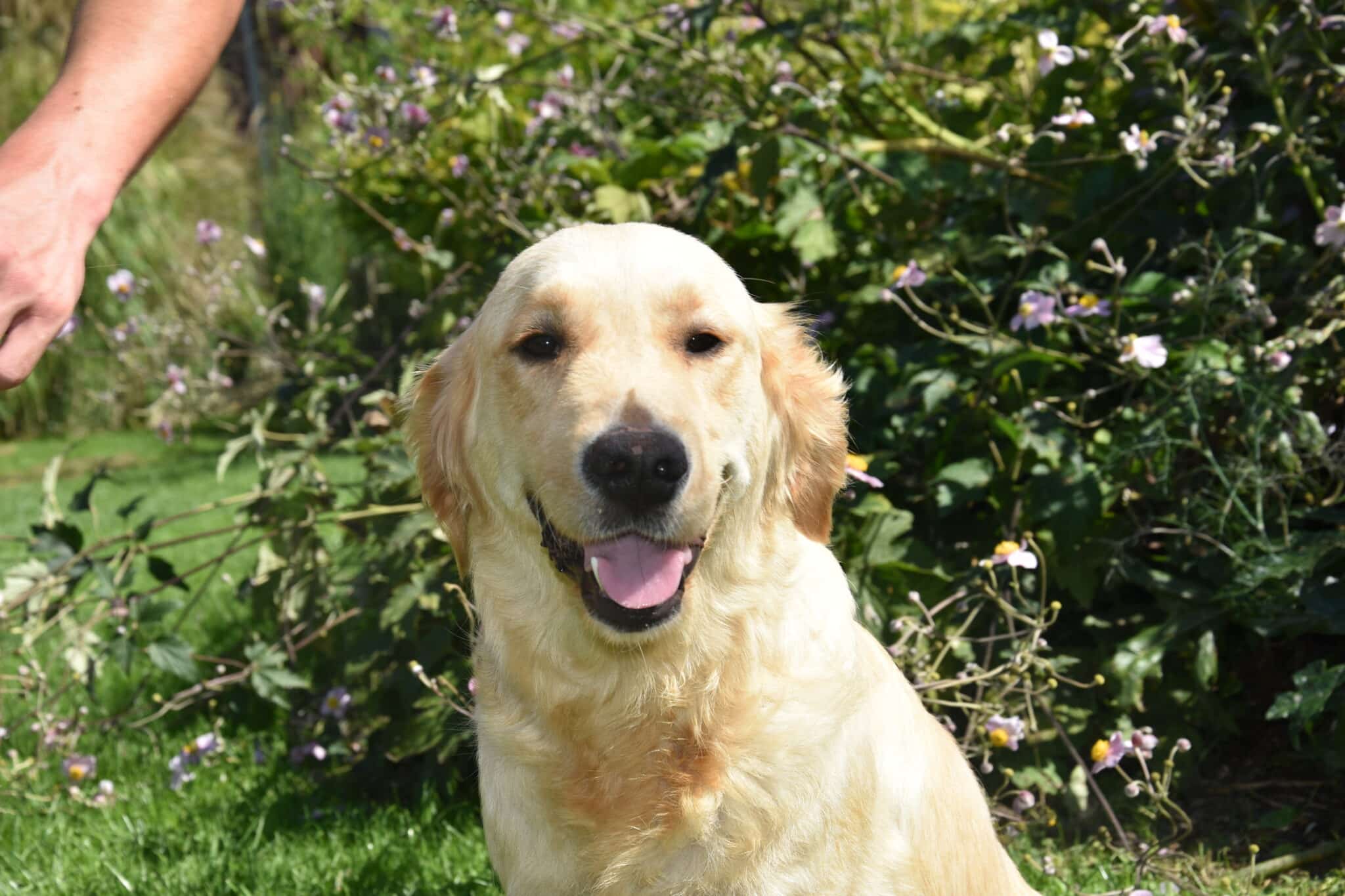 Photo de Ully femelle golden retriever, reproductrice de l'Elevage du Klockhuis