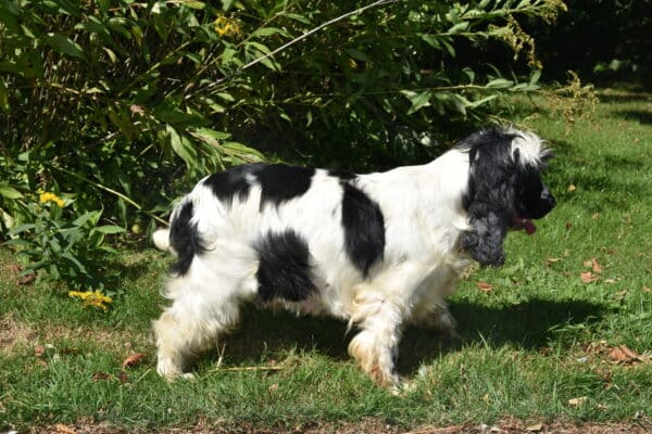 Photo de Sweetie femelle cocker anglais, reproductrice de l'Elevage du Klockhuis