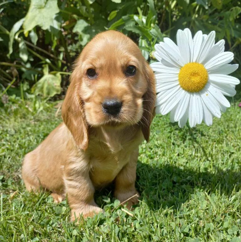 photo-chiots-cocker-anglais-elevage-du-klockhuis