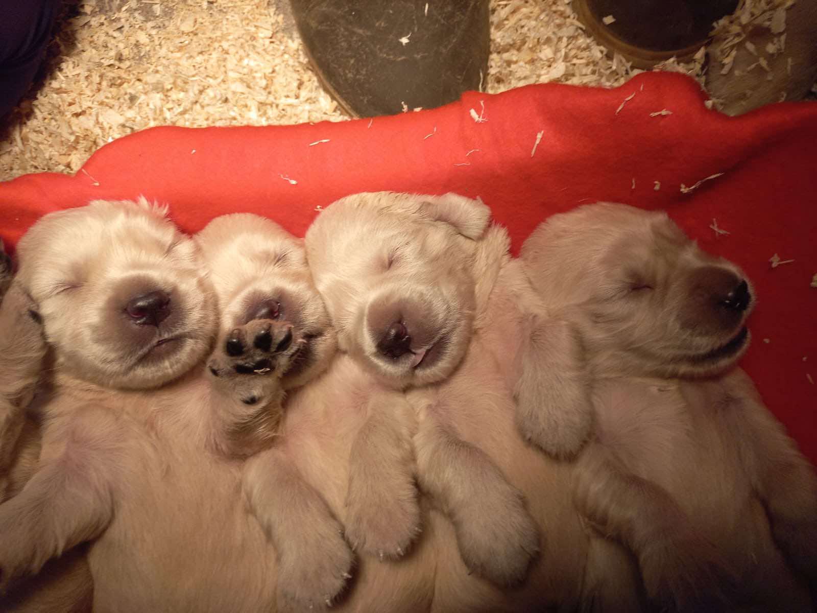 photo-chiots-golden-retriever-elevage-du-klockhuis