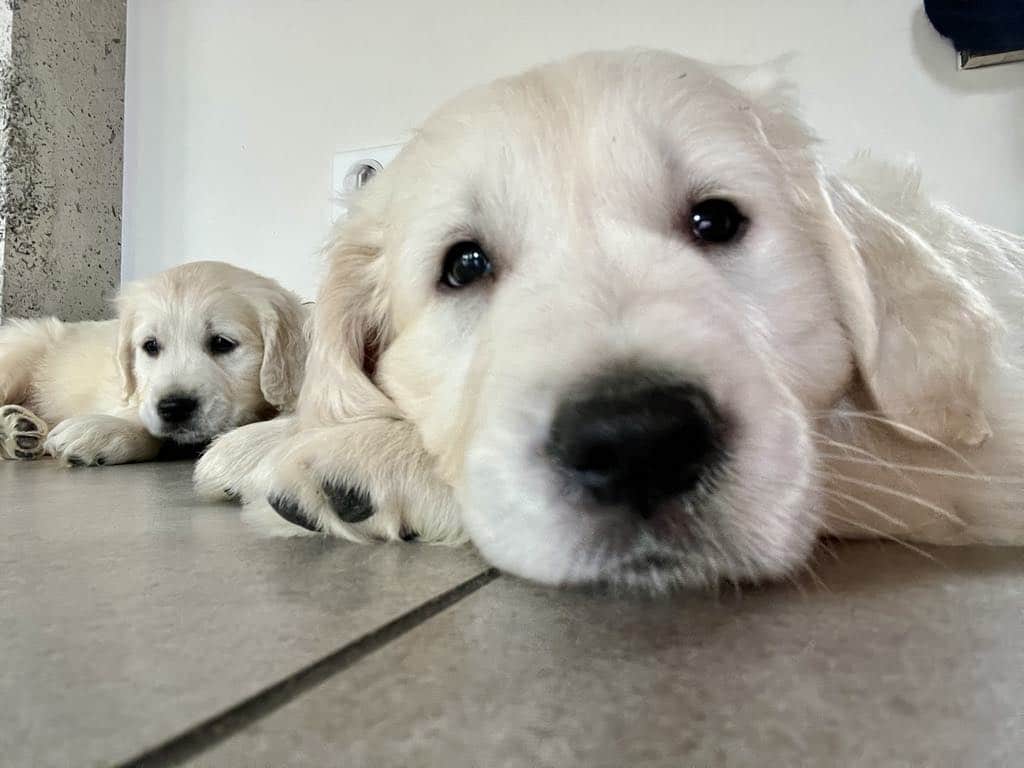 photo-chiots-golden-retriever-elevage-du-klockhuis