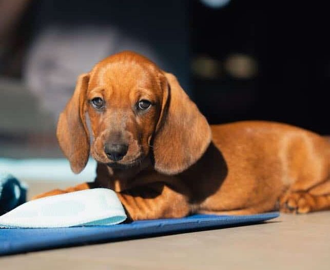 photo-chiots-teckel-nain-a-poils-ras-elevage-du-klockhuis