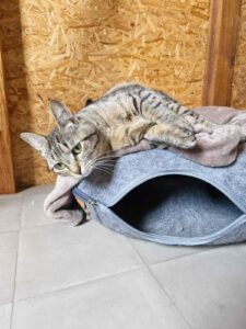 photo-chat-en-pension-elevage-du-klockhuis