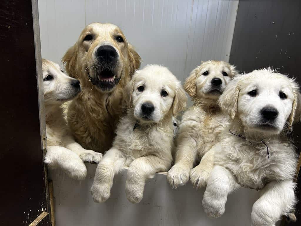 photo-chiots-golden-retriever-elevage-du-klockhuis