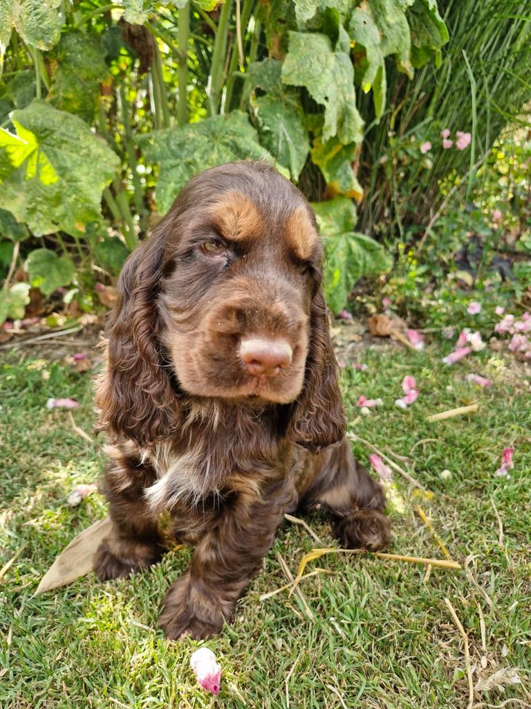 photo-chiots-cocker-anglais-elevage-du-klockhuis