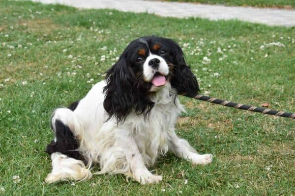 oscar-male-cavalier-king-charles-de-couleur-tricolore