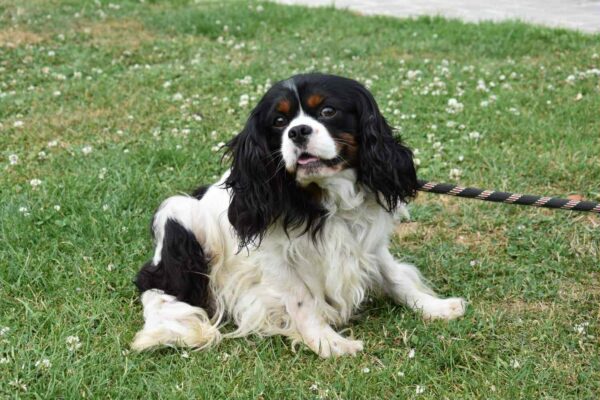 oscar-male-cavalier-king-charles-de-couleur-tricolore