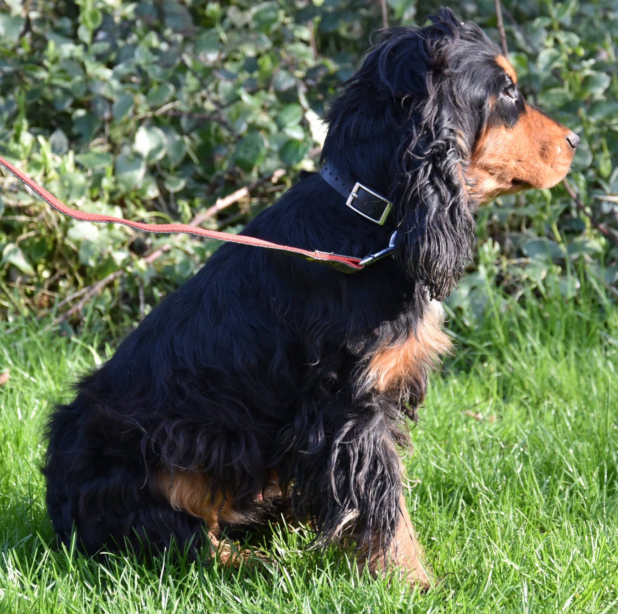 uber-mâle-reproducteur-cocker-anglais-couleur-noir-et-feu