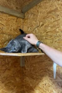 photo-chat-en-pension-elevage-du-klockhuis