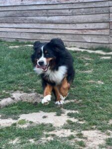 photo-chien-en-pension-elevage-du-klockhuis