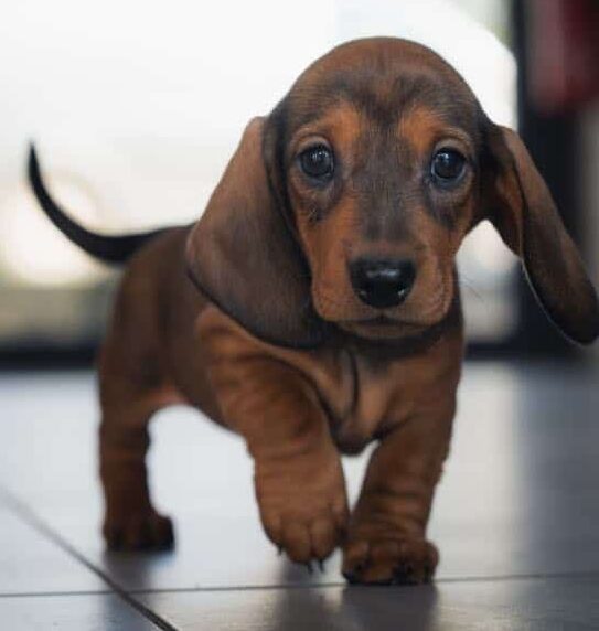 photo-chiots-teckel-nain-a-poils-ras-elevage-du-klockhuis