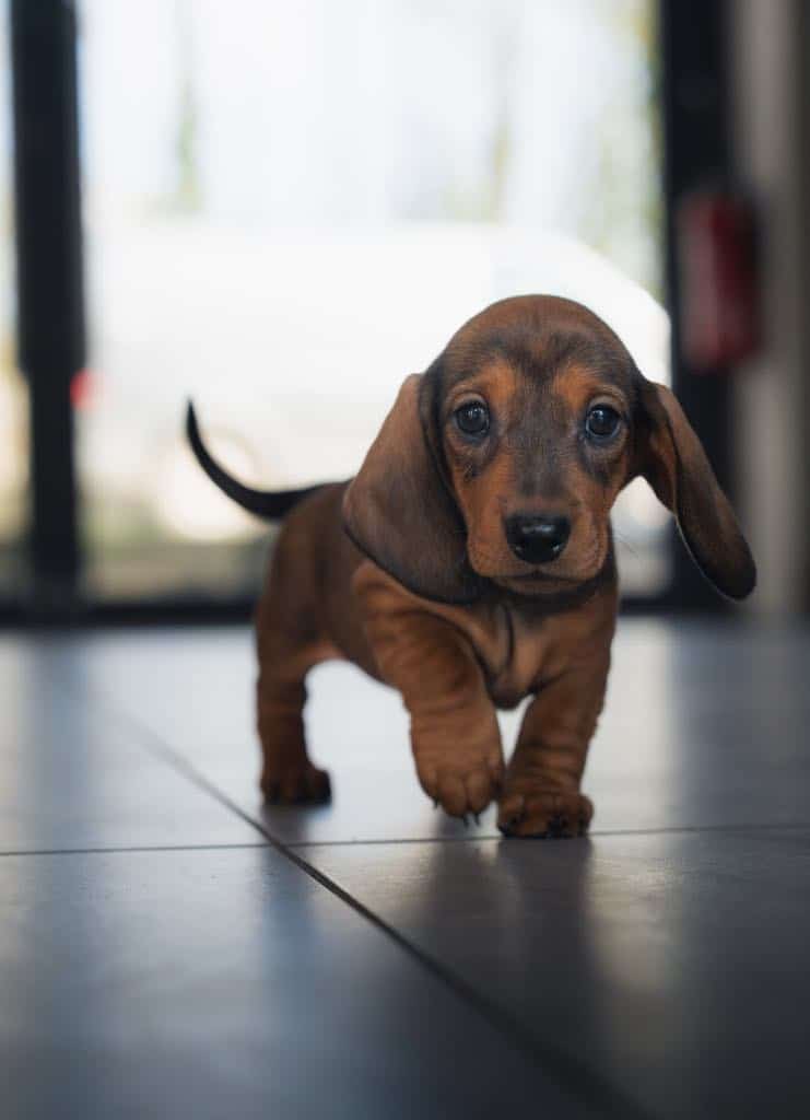 photo-chiots-teckel-nain-a-poils-ras-elevage-du-klockhuis
