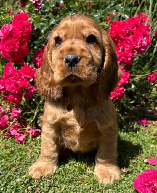 photo-chiots-cocker-anglais-elevage-du-klockhuis