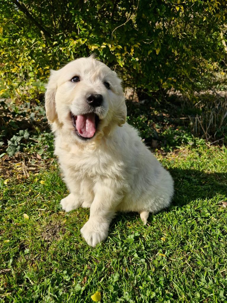 photo-chiots-golden-retriever-elevage-du-klockhuis
