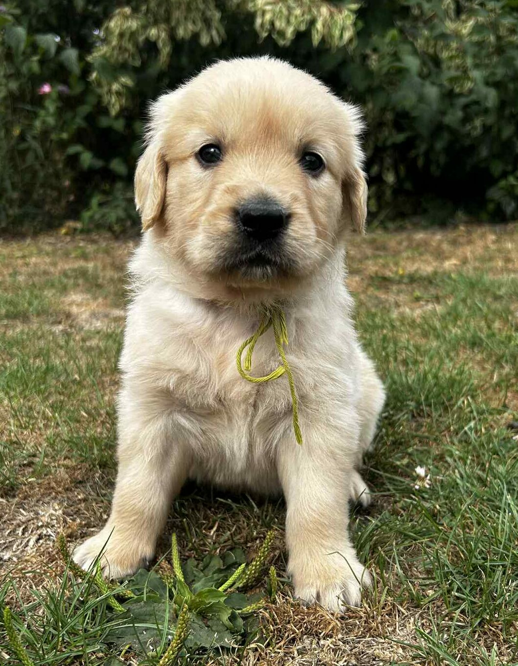 photo-chiots-golden-retriever-elevage-du-klockhuis