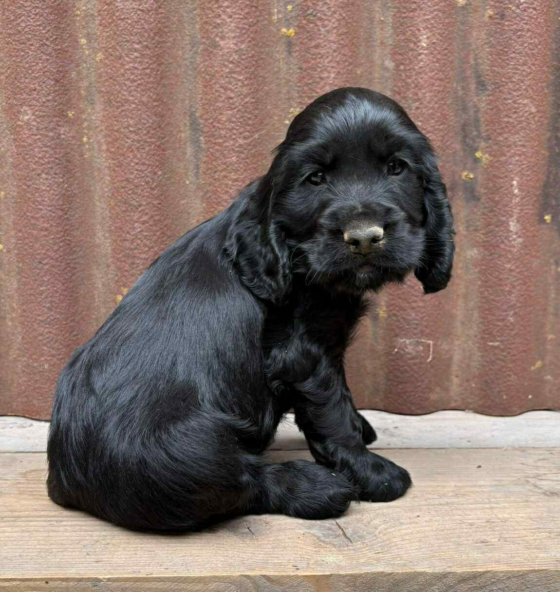 photo-chiots-cocker-anglais-elevage-du-klockhuis