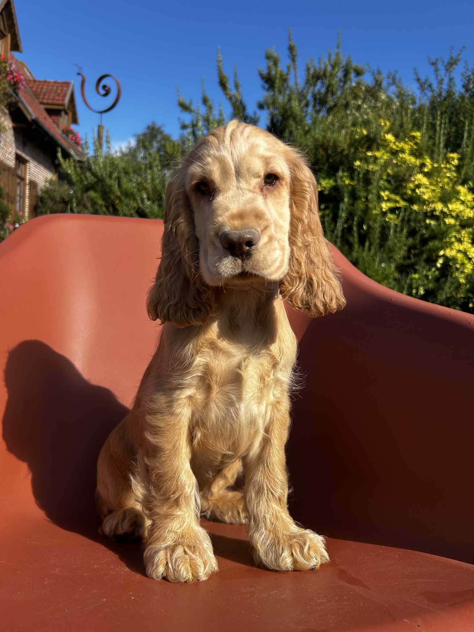 photo-chiots-cocker-anglais-elevage-du-klockhuis