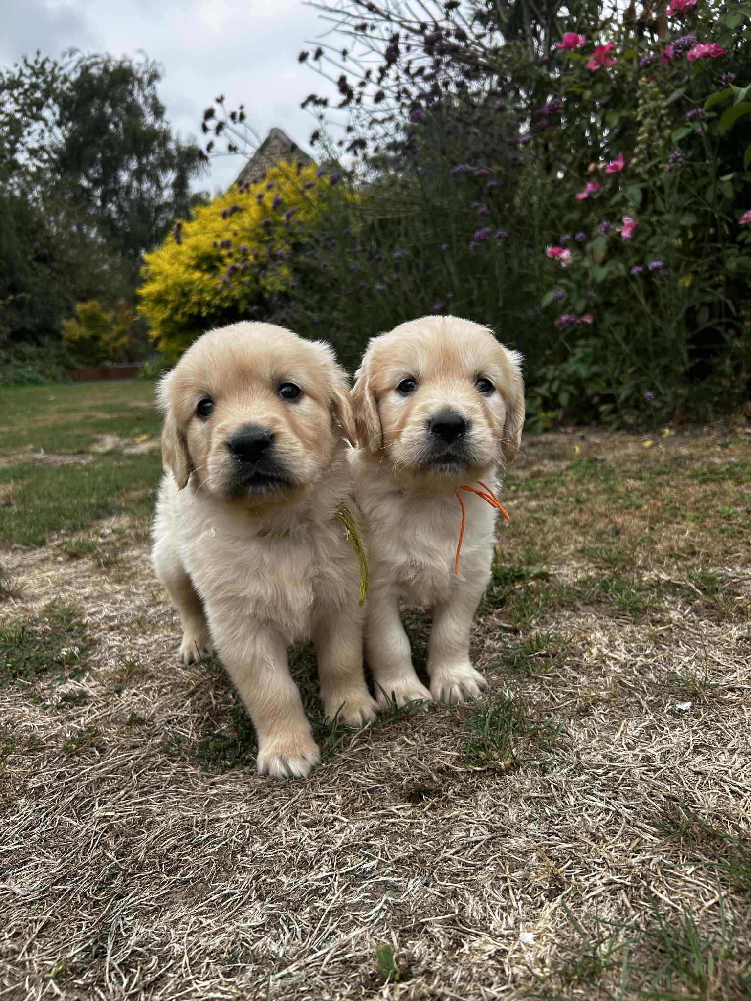 photo-chiots-golden-retriever-elevage-du-klockhuis