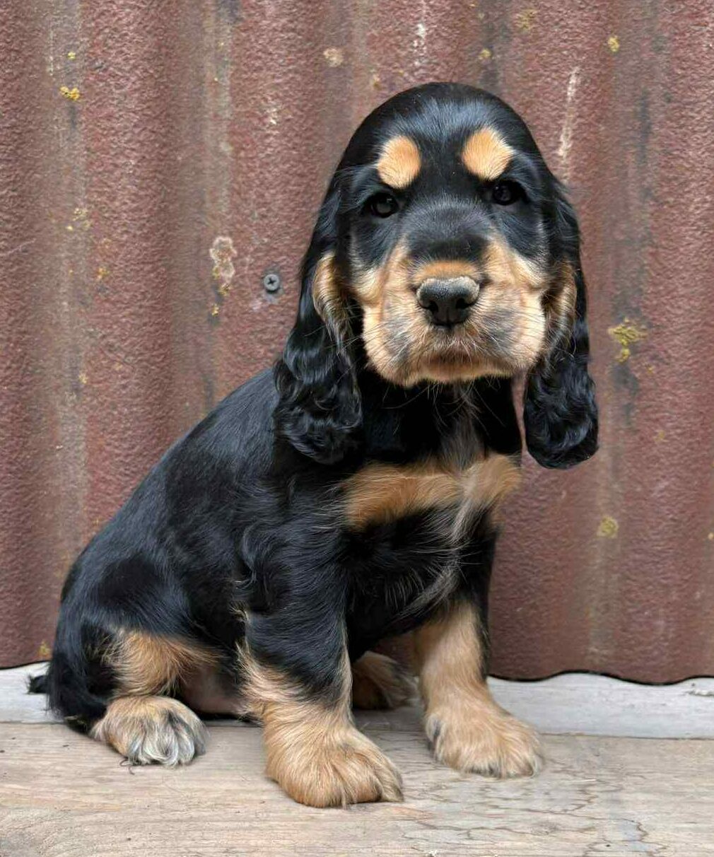 photo-chiots-cocker-anglais-elevage-du-klockhuis