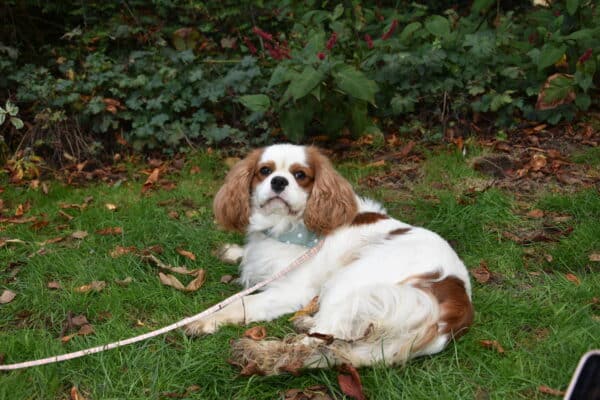 Ulko des cavaliers des bruyeres – Image 4