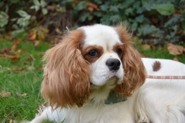 Ulko des cavaliers des bruyeres – Image 2