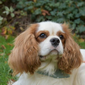 Ulko des cavaliers des bruyeres