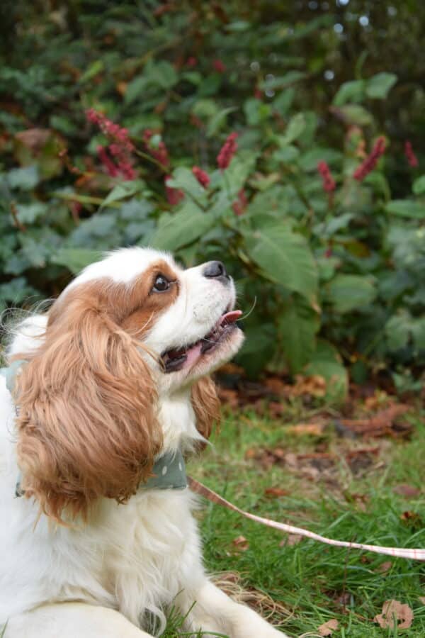 Ulko des cavaliers des bruyeres – Image 3