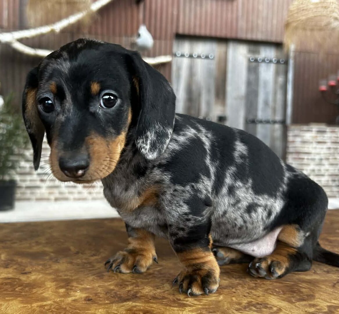 photo-chiots-teckel-nain-a-poils-ras-elevage-du-klockhuis