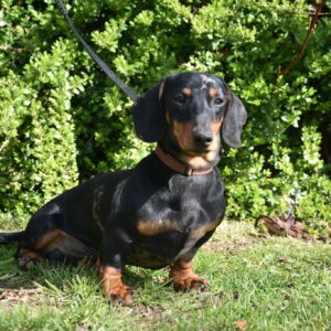 ALBERT DU MISTRAL LE VENT