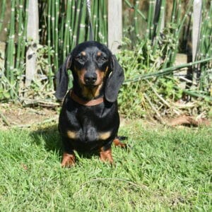 ARLEY DU CLOS DES BORDS DE MER